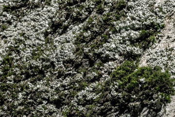 Moss on the stone