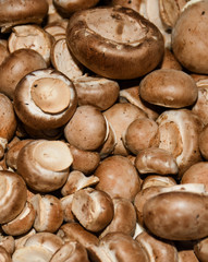 Mushrooms for sale. Local autumn produce