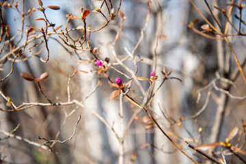 Beautiful bushes of Rhododendron dauricum or Ledum in spring forest.Ledum. The fabulous beauty of our spring forests and hills. The first spring flowers on the forest edge. Early spring.