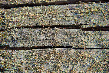 Old felled tree trunk in the forest in spring. Texture of an old rotten stump of a felled tree. Old wooden surface of an oak cut. Detailed warm dark brown tones of a felled tree trunk or stump.