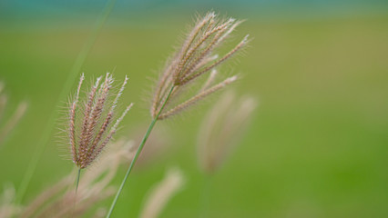 Sunlight shines on the tree,  
Beautiful green background