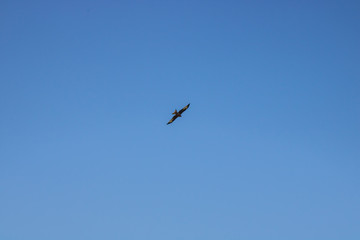 Bussard schwebt und fliegt in großer Höhe