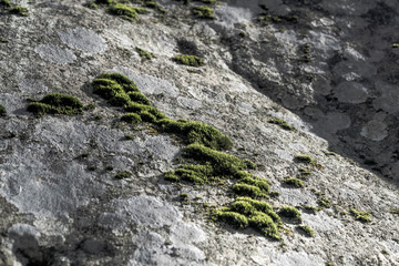 Moss on the stone