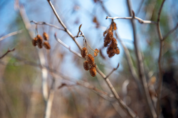 dried mature female catkins on alder tree twig close up in spring forest.Alder cones on a branch close-up.alder spring branch with buds and cones