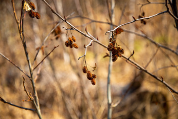 dried mature female catkins on alder tree twig close up in spring forest.Alder cones on a branch close-up.alder spring branch with buds and cones