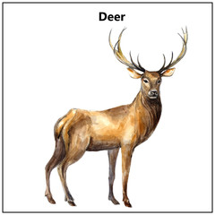 Watercolor illustration with a deer.