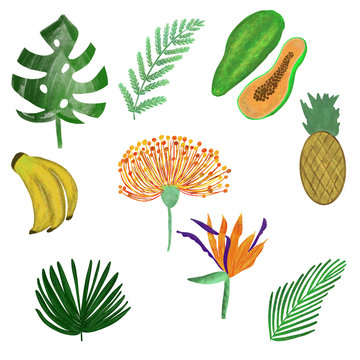set of tropical flowers, leaves, and fruits isolated on white. Monstera, fern, palm leaf, strelitzia, banana, pineapple, papaya. Print, postcard, stationery design