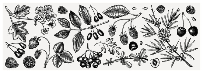 Summer berries collection. Hand drawn berry illustrations. Fresh fruits: strawberry, cranberry, currant, cherry, bilberry, raspberry, blueberry hand drawings. Vintage botanical sketches set. Outlines