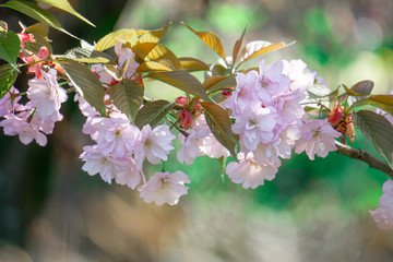pink cherry blossom with copy space. flower background, pastel and soft floral card, toned