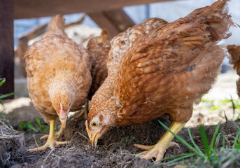 Dominant Red barred chicken looking for food in the  garden with grass