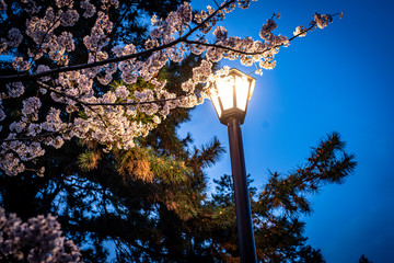 ランプと夜桜