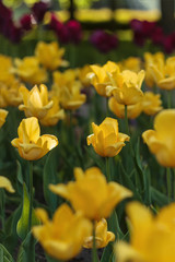 Obraz premium yellow tulips grow in a city garden among red tulips