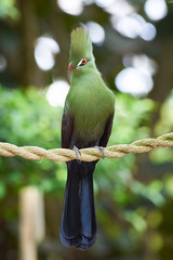 White-cheeked turaco closeup ( Tauraco leucotis )