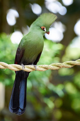 White-cheeked turaco closeup ( Tauraco leucotis )
