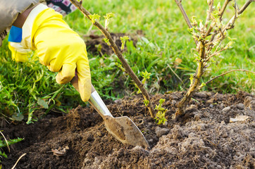 gardening concept. cultivation, loosens of bushes and soil care in the garden. woman gardener works with gardening tools. Agriculture.