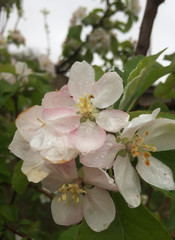 The flowers of the apple tree are white and pale pink with raindrops; garden fruit trees bloomed in early spring for design
