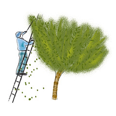 Olive harvest. Farmer on the tree. Vector illustration. - 343459397