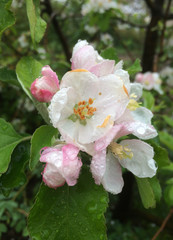 The flowers of the apple tree are white and pale pink with raindrops; garden fruit trees bloomed in early spring for design
