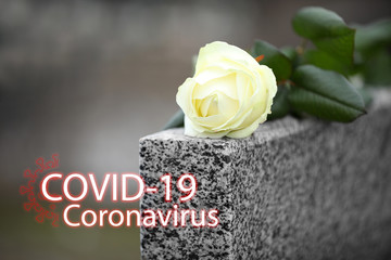 Funeral ceremony devoted to coronavirus victims. White rose on tombstone outdoors