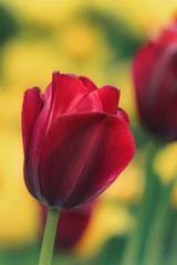 red tulips grow in a city garden among yellow tulips