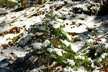 Snowy spruces in the forest.