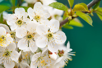 Bright spring background with flowers of fruit trees. Spring. Spring Garden. Close-up.