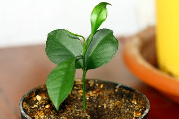 Young orange tree from seed.
