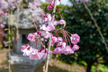 仙台枝垂れ桜