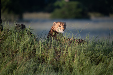 The Cheetah (Acinonyx jubatus) is a feline known as the fastest terrestrial animal. It's a slender long-legged animal with a yellowish, black-spotted fur coat.
