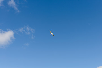 One seagull flies in the blue sky with clouds