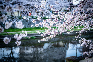 河川敷の桜