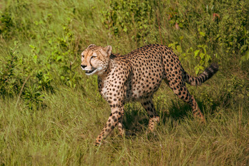 The Cheetah (Acinonyx jubatus) is a feline known as the fastest terrestrial animal. It's a slender long-legged animal with a yellowish, black-spotted fur coat.
