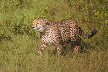 The Cheetah (Acinonyx jubatus) is a feline known as the fastest terrestrial animal. It's a slender long-legged animal with a yellowish, black-spotted fur coat.