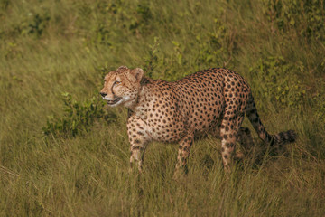 The Cheetah (Acinonyx jubatus) is a feline known as the fastest terrestrial animal. It's a slender long-legged animal with a yellowish, black-spotted fur coat.