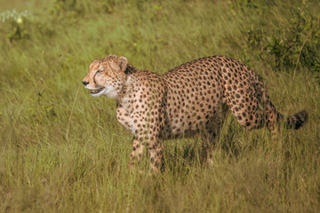 The Cheetah (Acinonyx jubatus) is a feline known as the fastest terrestrial animal. It's a slender long-legged animal with a yellowish, black-spotted fur coat.