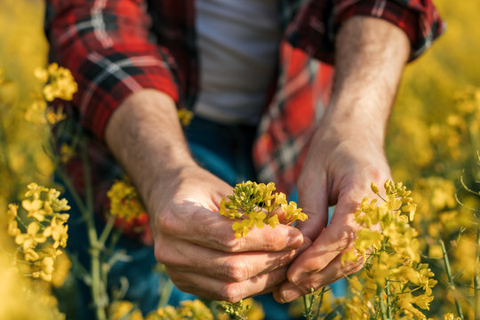 Close up of farmer's hand holding blooming rapeseed plant