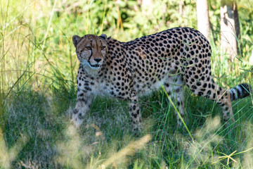 The Cheetah (Acinonyx jubatus) is a feline known as the fastest terrestrial animal. It's a slender long-legged animal with a yellowish, black-spotted fur coat.