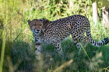 The Cheetah (Acinonyx jubatus) is a feline known as the fastest terrestrial animal. It's a slender long-legged animal with a yellowish, black-spotted fur coat.