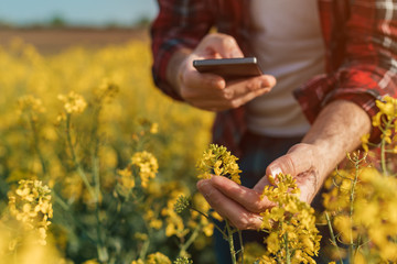 Farmer taking picture of blooming rapeseed plant with smartphone