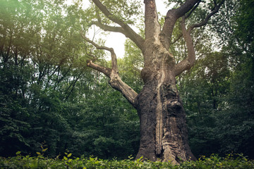 Medieval millennial oak, tree and landmark of the Cold Yar, Ukraine. Maxim Zalizniak Oak