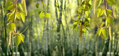 Birch branches bursting forth in spring. Spring nature background.