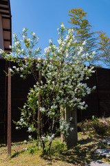 庭で満開　利休梅