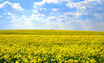 Fototapeta premium Spring colors with rape field