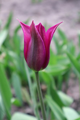 Purple botanical tulip flower in the garden.