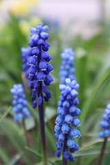 Muscari blue flowers in the garden. The first spring flowers.