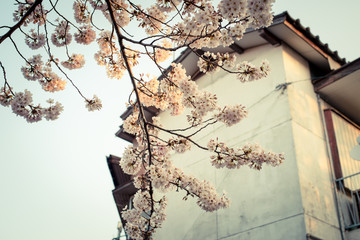 日本家屋と桜