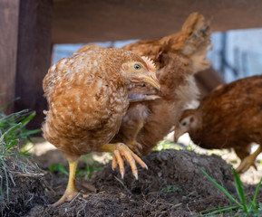 Dominant Red barred chicken looking for food in the  garden with grass