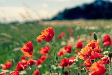 Daisies and poppies in the field