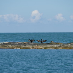 Fototapeta na wymiar Uccelli marini, gabbiani e cormorani, sugli scogli all'interno di un ambiente marino