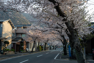 北九州市小倉南区　安部山公園の桜並木
